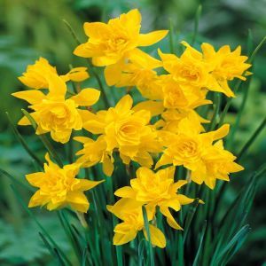 Daffodil double flowering Campernella x 10