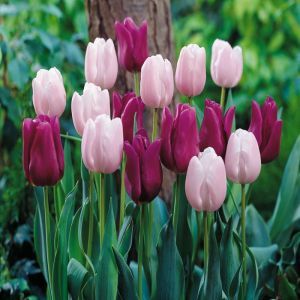 Tulip combo Romantic Spring