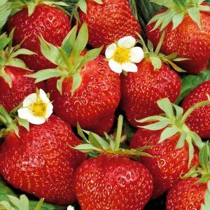 Strawberry fragaria Ostara x 3
