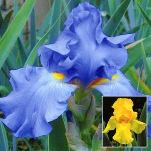 Iris combo Blue/Golden