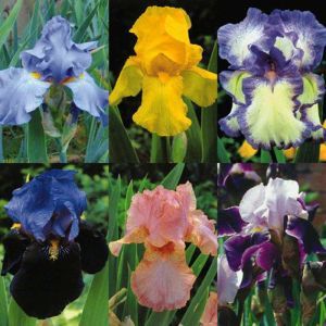 Iris germanica collection of 6