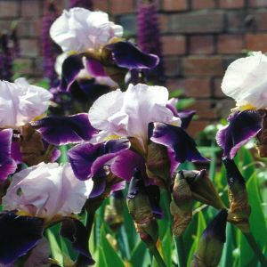 Iris germanica Mix Purple And White
