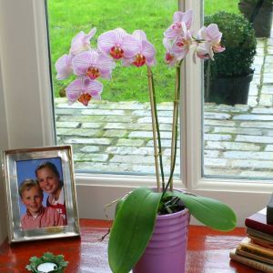 Phalaenopsis Moth orchid Pink Striped