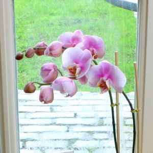 Phalaenopsis Moth orchid  Pink