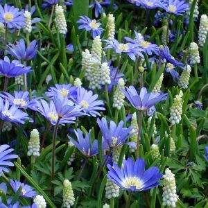 Blue & White Spring Garden x 60