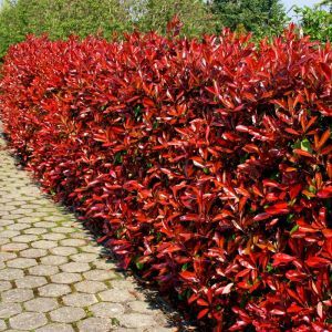Photinia Fraseri Red Robin Hedge x 5
