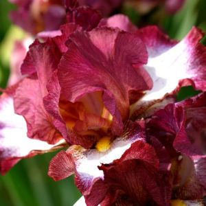 Iris germanica Crinoline