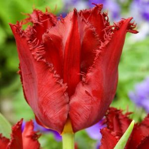 Tulip fringed Pacific Pearl x 10