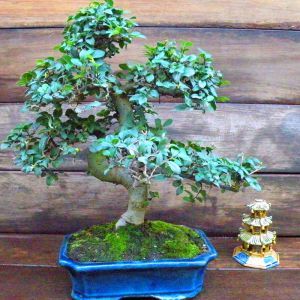 Bonsai Elm parvifolia S style 14 yr