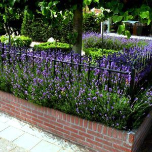 Lavender angustifolia Hidcote