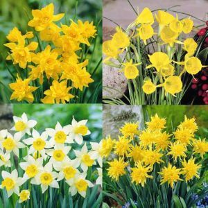 Daffodil Collection
