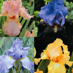 Iris germanica Blue/Gold/Purple/Pink