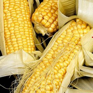 Sweet Corn golden bantam