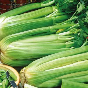 Celery Pascal