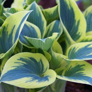 PlantainLily, Hosta First Frost