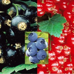 Blackcurrant/ Blueberry/Redcurrant