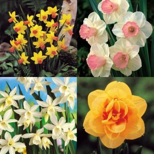 Exotic Daffodil Collection