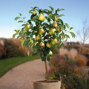 Standard Pear Tree Pyrus Doyenne du