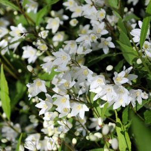 Deutzia gracilis Bridal Flower