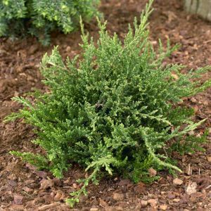 Juniperus Prince Of Wales 9 cm pot