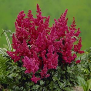 Astilbe arendsii Fiery Red