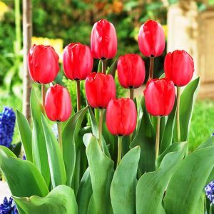 Tulip Impression Red x 10