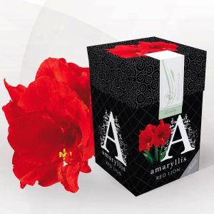 Amaryllis Red Lion Gift Box