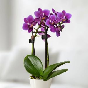 Mini Phalaenopsis Purple