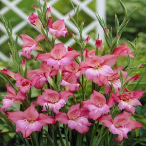 Gladiolus Charming Beauty x 10