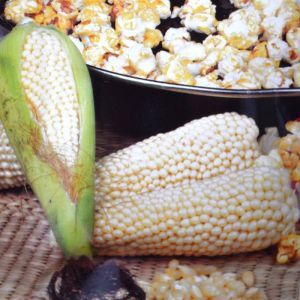 Corn Popcorn Plomik