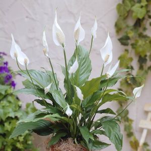 Spathiphyllum Chopin Peace Lily 12 cm