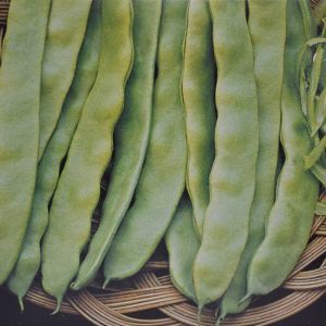 French Climbing Beans 100 Gr