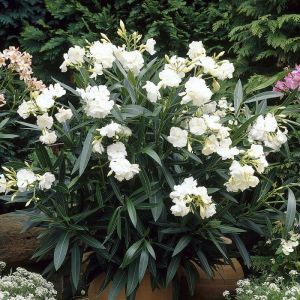 Nerium oleander White