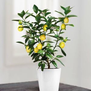 Mini Lemon Tree