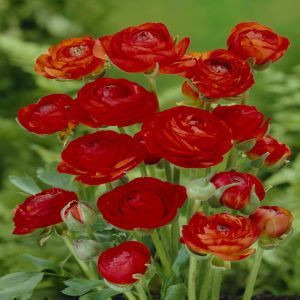 Ranunculus asiaticus red x 20