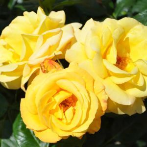Floribunda Rose Arthur Bell