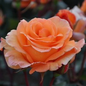 Doris Tysterman Hybrid Tea Rose 3ltr