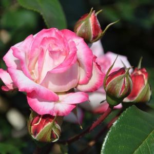 Floribunda Rose La Minuette 3ltr Pot