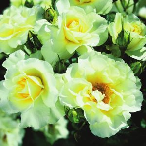 Meilland Floribunda Rose Lemon Romantica
