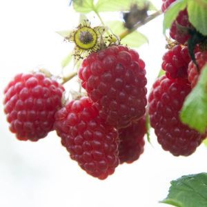 Raspberry Tulameen