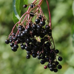 Elderberry - Sambucus nigra Haschberg