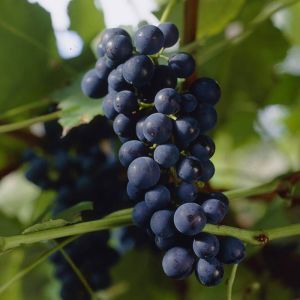 Grape - Vitis Boskoop Glory