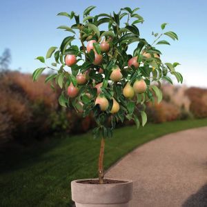 Standard Pear Tree Clapps Favourite 100
