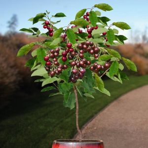 Standard Cherry Prunus Regina