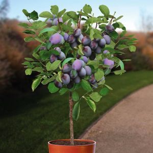 Standard Plum Tree Prunus Hauszwetsche