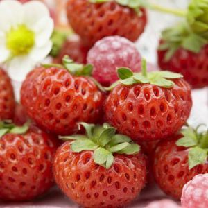 Strawberry Mieze Schindler x 5