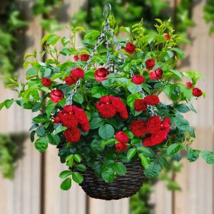 Fairy Rose Red with basket Set