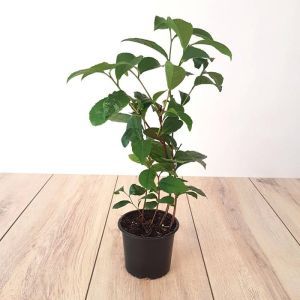 Tea plant Camellia sinensis 12cm