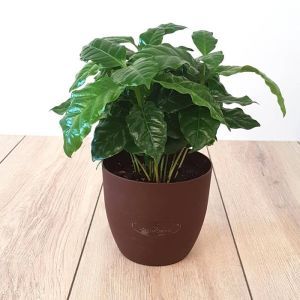 Coffee Plant in scented pot