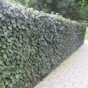 Hedera Hibernica Ivy Hedge x5 x 5